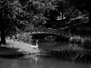 Park, bridges, Swans, River