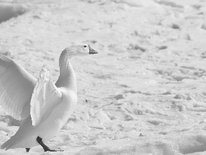 goose, winter, snow