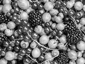 gooseberry, blackberries, currants, blueberries, Fruits