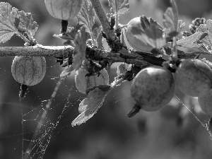 Fruits, twig, Web, gooseberry