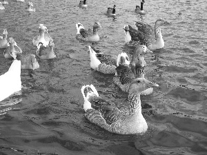 water, gooses