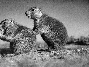 grass, Two cars, Gophers