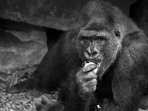 eating, gorilla