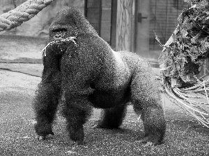 handsome, gorilla