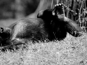 Resting, gorilla
