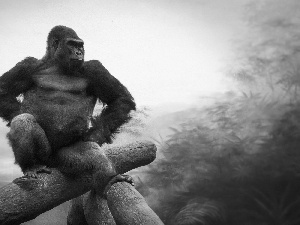 sitter, gorilla