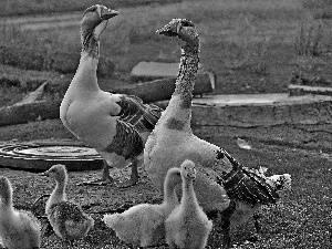 adult, little doggies, goslings, geese