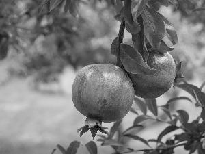 Garden, Fruits, Granatu, trees