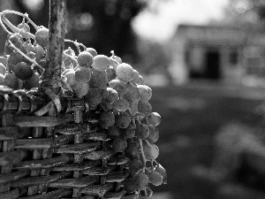 basket, Grapes