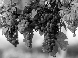 grapes, Mature, bunches