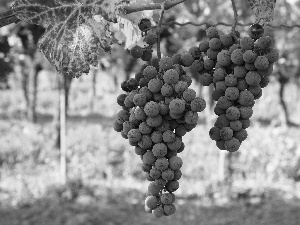 bunches, grapes