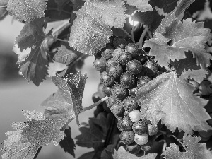 dark, spray, Leaf, Grapes