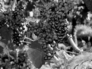Grapes, Leaf, bunches, dark, grape-vine