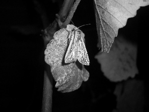 grapes, moth, Leaf