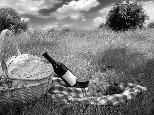 Grapes, picnic, basket, Wine, grass