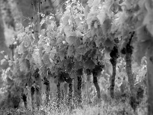 plantation, grapes