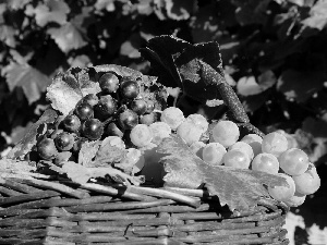 Grapes, basket, wicker