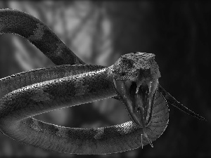 Snake, 2D Graphics