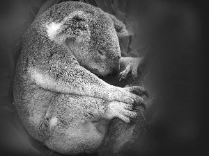 teddy bear, trees, graphics, Koala