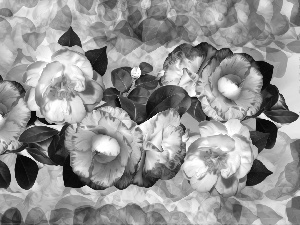 graphics, Flowers, Camellias