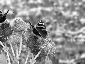 teasel, butterflies, Flowers, graphics, Meadow, Mermaid Admiral