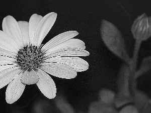 Yellow, African Daisy, graphics, Colourfull Flowers