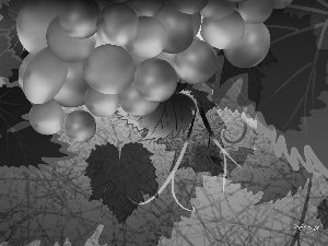 Grapes, Leaf, graphics, spray