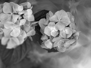 graphics, Flowers, hydrangeas