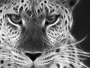 Leopards, graphics