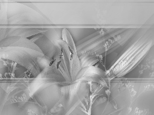 lilies, graphics