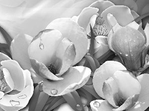 Magnolias, Rosy, graphics, drops