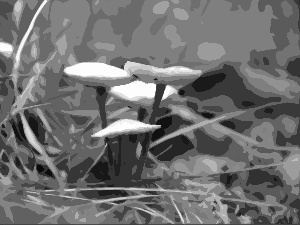 mushroom, graphics