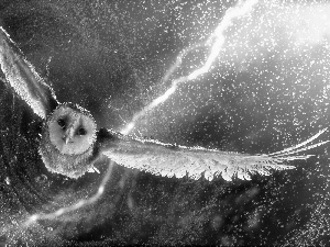 graphics, owl, Night