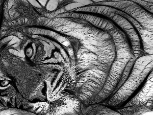 tiger, graphics
