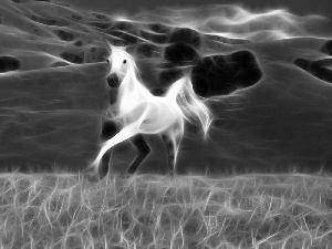 White, Meadow, graphics, Horse