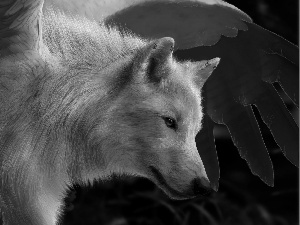 graphics, White, Wolf