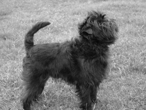 Affenpinscher, grass