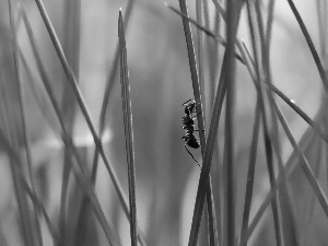 ant, stalk, grass, an