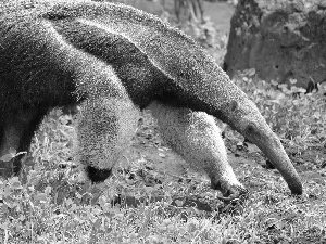 anteater, grass
