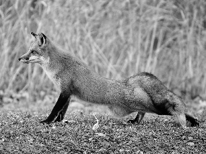 autumn, Fox, grass, ginger