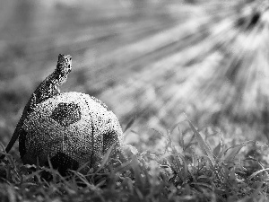 grass, Agama, Ball