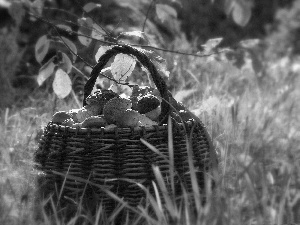 basket, mushrooms, grass, full
