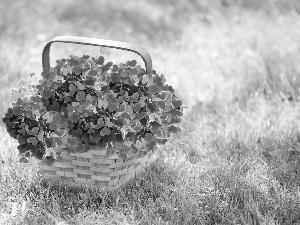 grass, trefoil, basket