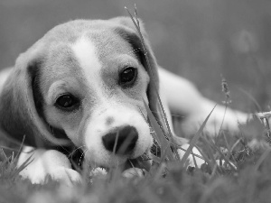 Beagle, grass