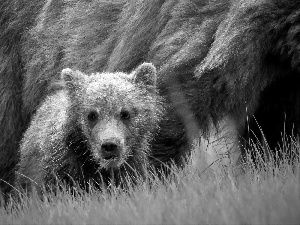 grass, young, Bear