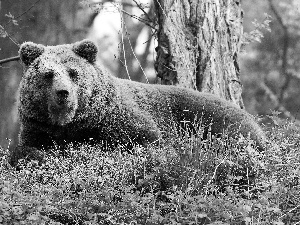 bear, grass