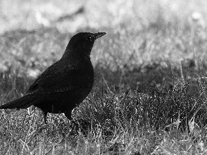 Blackbird, grass