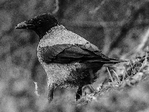 grass, Bird, blades