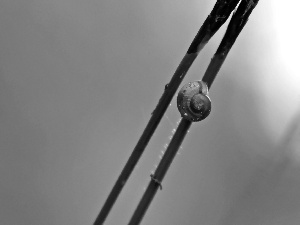 grass, snail, blades