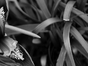 blue, Gray, grass, iris